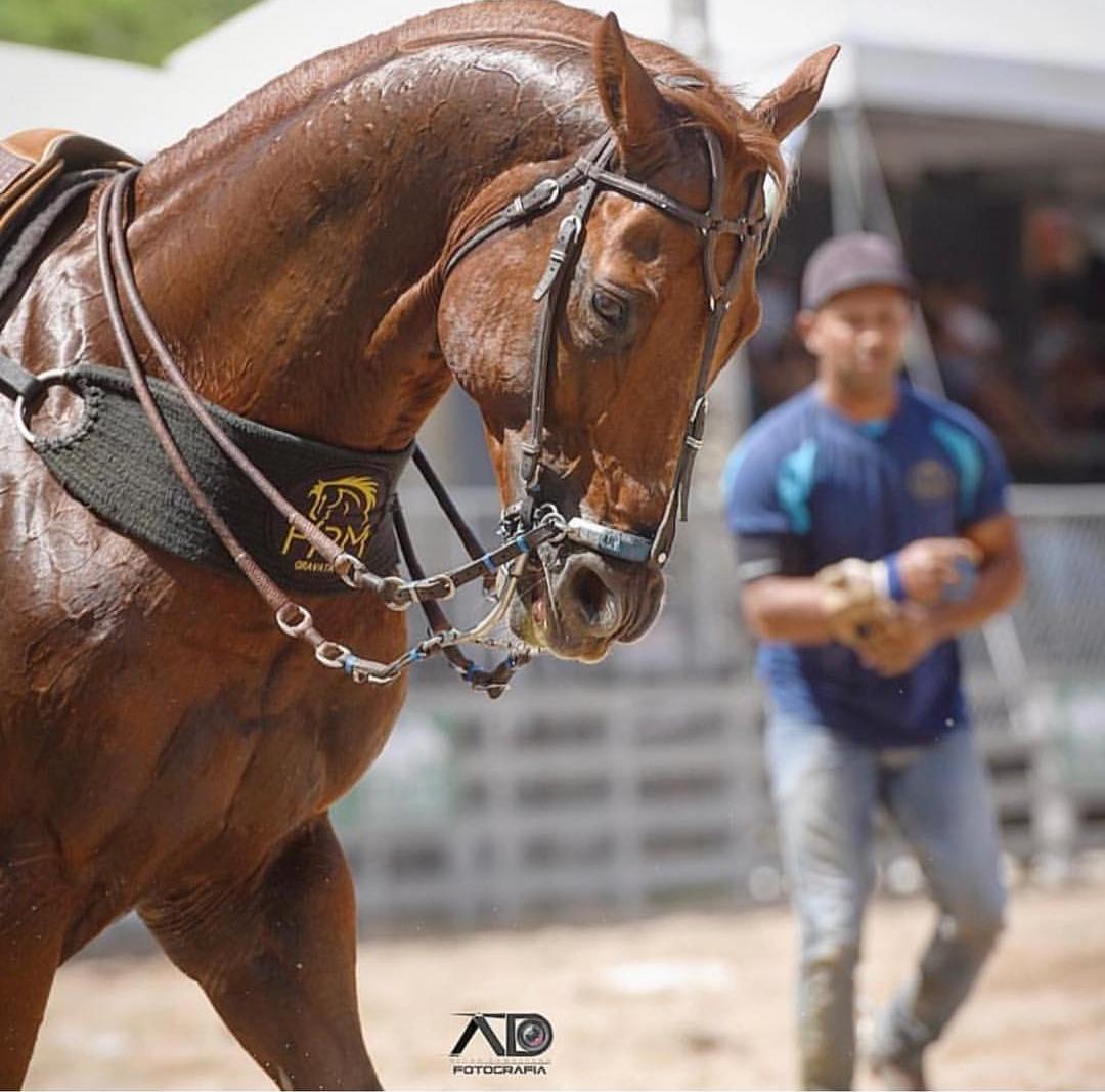 Vaquejada em 2023  Fotos de cavalos, Égua quarto de milha, Imagens de  vaqueiro